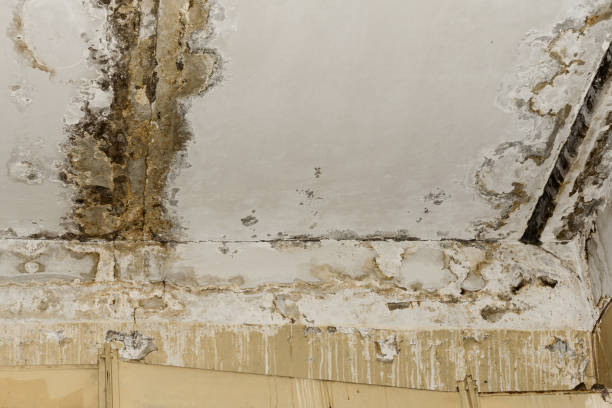 Environmental Consulting for Mold Prevention in Mechanicville, NY