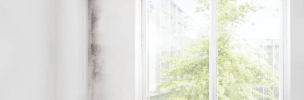 Best Mold Prevention Services  in Mechanicville, NY